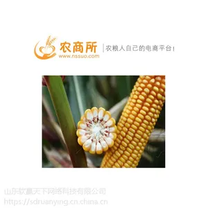 邵阳市玉米价格行情农商所 邵阳市玉米***行情