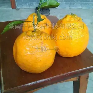 果实大 可食*** 高糖晚熟杂柑 大雅一号柑橘小苗直供 千思农林