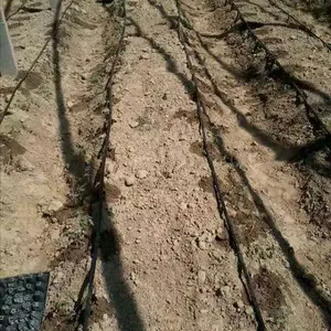 ������ֲ�ι����Ĺ�˾�ι�ܲĳ���ֱ��