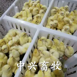 鸡苗孵化筐种鸡场专用运输箱雏鸡箱规格