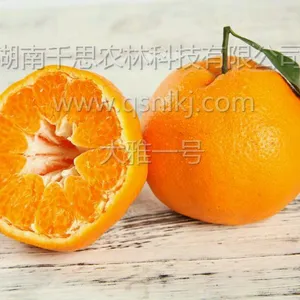 市场潜力巨大 晚熟高糖新品种大雅一号 柑橘苗直供 ***成活率98%以上 千思农林