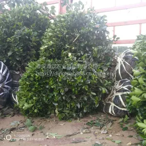 现货出售1米的冬青球 冠幅漂亮树形好 山东冬青树苗种植批发基地