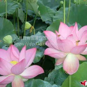 �ɻ���ź̫����36��С��Ϻ��������ߣ��߲�400�����Ӳ��û�