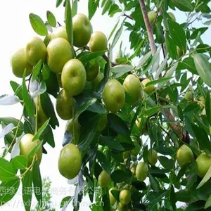 陕西秋季水果大派送果园直供批发零售代发欢迎客商洽谈