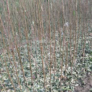哪里有大红花龙柱碧桃小苗出售 山东泰安碧桃种植基地1公分照手桃桃树苗