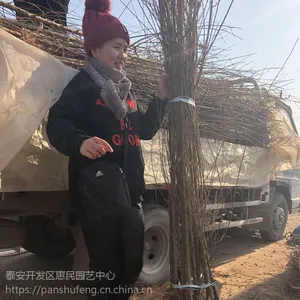 2公分桃树原苗 桃树原生树苗 桃树实生苗***格 无根瘤 壮实的桃苗基地