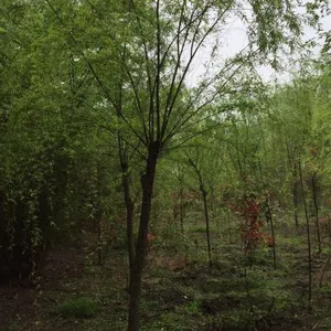 成都崇德园林垂柳基地3-10公分垂柳厂家直销