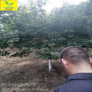 ����5����6�����ձ���� �̻��������� ��ɫ�̻����� �ձ������