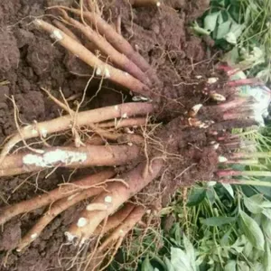 白芍种苗基地长期批发保障质量数量技术