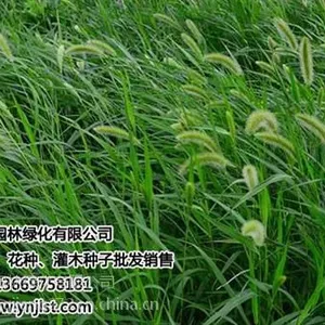 景江园林绿化(在线咨询)_云南绿化草种_云南绿化草种哪家便宜
