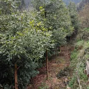 成都崇德园林桢楠基地5-25公分高杆桢楠挥泪大甩卖