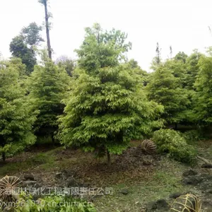 直径5公分小叶桢楠(金丝楠木供应),四川地区正宗小叶桢楠批发基地