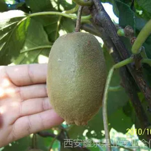 猕猴桃苗供应|猕猴桃苗供应基地