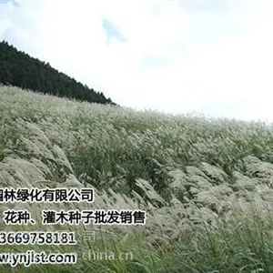 绿化草种多少钱一斤,宣威绿化草种,景江园林绿化