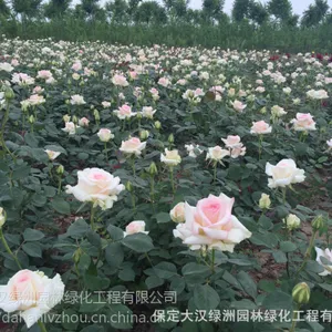 保定大汉绿洲月季供应,丰花月季***格