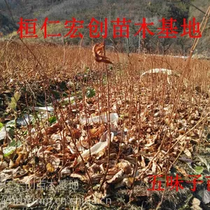 【五味子苗】【五味子小苗】【五味子苗价格】