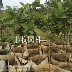 金平 西瓜芭乐苗批发各类番石榴苗 景洪供应番石榴苗15777793411