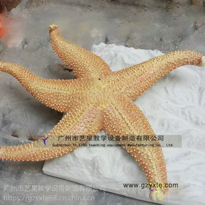 ���ǽ�ѧ�豸��Ӧ����԰ģ�� �˴������ ��Ƥ���� ���ǵ���ģ�Ϳɼӹ�����