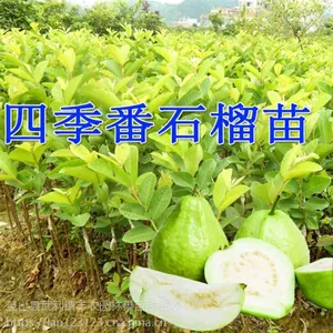 德宏嫁接台湾四季珍珠番石榴苗 安宁芭乐果树苗红肉番石榴苗 当年结果15777793411