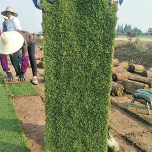 长沙地区兰引草皮 基地供应中华结缕草