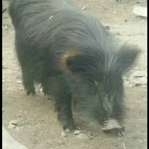 安徽安庆哪里有养藏香猪的