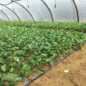 山东矮化大樱桃树苗价格 各种果树苗木价格