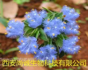 蜕皮甾酮 珍珠露水草提取物 尚诚生物