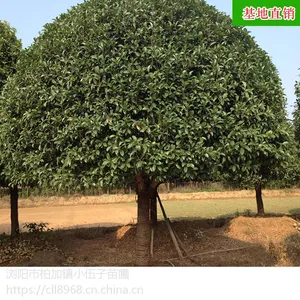 湖南桂花树 精品24公分丹桂 低分支 冠幅5至6米绿化苗木 基地直销