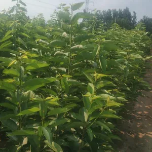 精选樱桃树货源，畅购无忧，好货价低