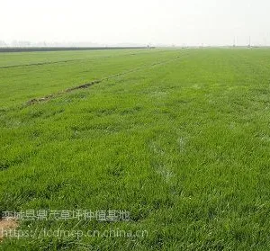 邢台混播黑麦草草坪价格