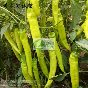 寿光 大果黄皮尖椒苗/辣椒苗 中早熟抗病高产超辣辣椒蔬菜种苗