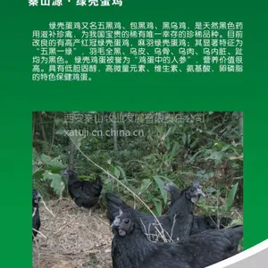 甘肃土鸡苗,长期供应秦山源土鸡苗