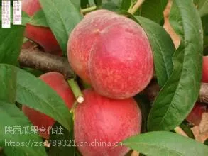 陕西毛桃,优质毛桃基地,早熟郑2郑3毛桃***格