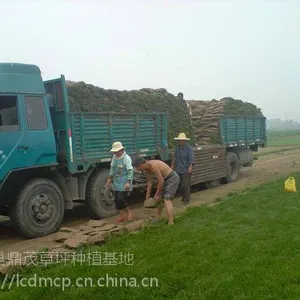 河北高羊茅草坪基地