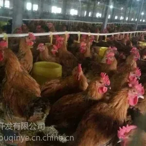 ��������鼦�磬��������������⼦�磬���������鼦��