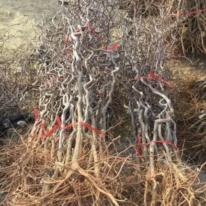 山东泰安0.5-6公分枣树原生苗 嫁接苗 当年小苗***格 销售中心