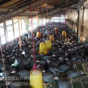 浙江厂家批发各种鸡苗 珍珠鸡苗适应性广 成活*** 全国包邮