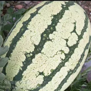 双红瓤口感佳耐运输的陕西大荔金城5号西瓜价格产地直销