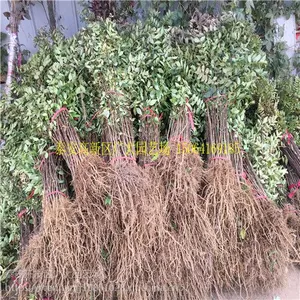 甘肃地区周边有没有卖花椒苗的 大红袍花椒苗多少钱一棵