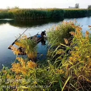 芦苇种苗大型种植基地找境美水生18833230022