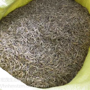 硫华菊种子,喜光花卉,一年生草本,张家界地区草本花卉