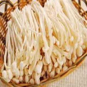 河北金针菇供应商