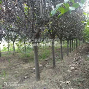 6公分紫叶李哪里有 山东绿化苗种植批发基地