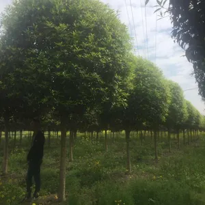 成都崇德园林桂花树基地5-20公分精品桂花低价处理