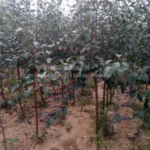 批发出售1至5公分西府海棠树苗价格低 树形好杆直 山东绿化苗种植基地