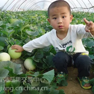 3万亩《甜瓜》5月大量上市,甜瓜种类有白皮白瓤,白皮红壤,黄皮红壤。