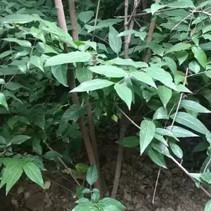 河南腊梅 南阳腊梅 河南白蜡 南阳白蜡