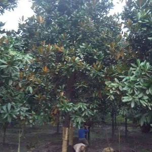 直径15公分广玉兰树,广玉兰***价格,广玉兰苗圃基地,广玉兰工程苗木
