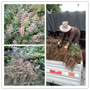 50公分红叶小檗批发 山东绿化苗种植基地