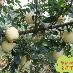 维纳斯黄金苹果苗
